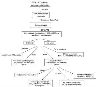 Mining GEO and TCGA Database for Immune Microenvironment of Lung Squamous Cell Carcinoma Patients With or Without Chemotherapy